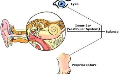 Is One Of Your Sensory Systems Causing You Vertigo?