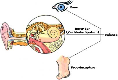 Is One Of Your Sensory Systems Causing You Vertigo?